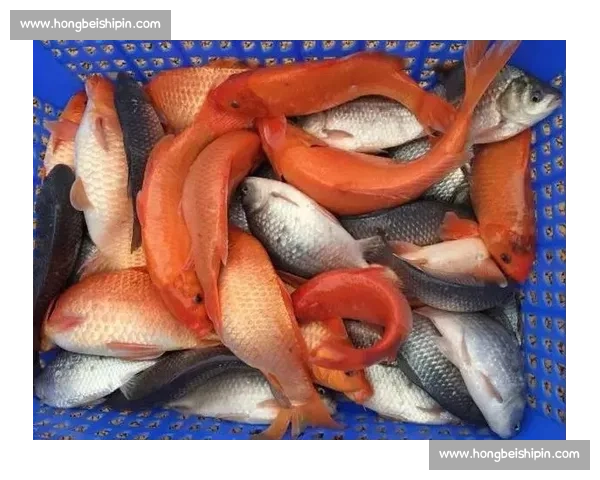 大毛钓鱼比赛精彩纷呈，高手云集，激烈角逐精彩瞬间大曝光